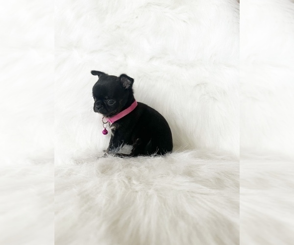 Medium Photo #3 Chihuahua Puppy For Sale in SACRAMENTO, CA, USA