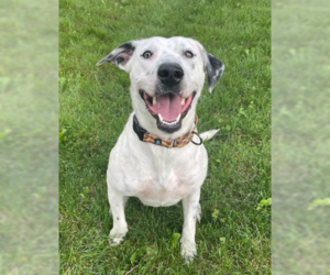 Medium Mutt