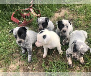 Australian Cattle Dog Puppy for sale in MELROSE, WI, USA