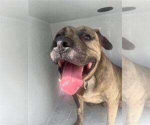 Mastiff Dogs for adoption in Houston, TX, USA