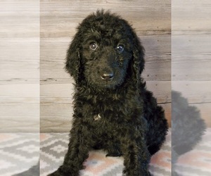 Goldendoodle Puppy for sale in VEVAY, IN, USA