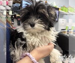 Small #1 Shih Tzu Mix