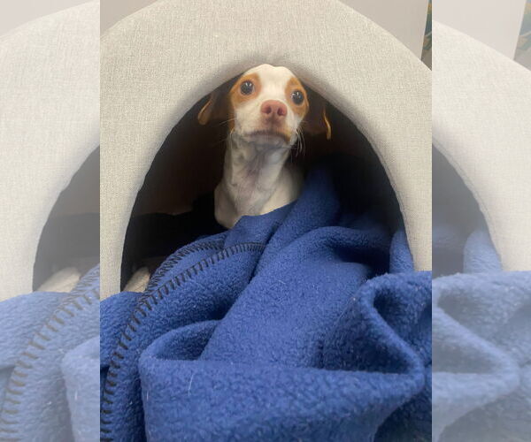 Medium Photo #10 Italian Greyhuahua Puppy For Sale in San Francisco, CA, USA