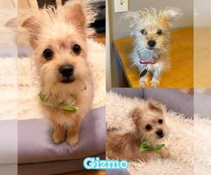 Poodle (Miniature) Mix Dog for Adoption in Rochester, New York USA