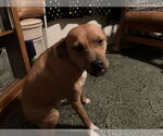 Small American Pit Bull Terrier-Dachshund Mix