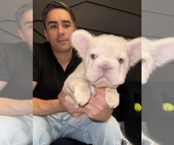 Medium Photo #4 French Bulldog Puppy For Sale in SAN DIEGO, CA, USA