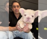 Small #3 French Bulldog