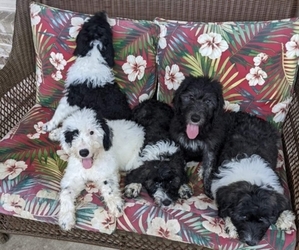 Sheepadoodle Puppy for sale in HOUSTON, TX, USA