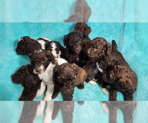 Poodle (Standard) Puppy for sale in AIKEN, SC, USA