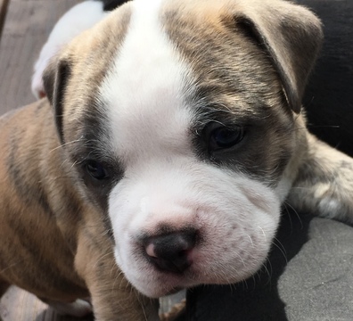 Medium Photo #3 American Pit Bull Terrier Puppy For Sale in WILLIAMS, AZ, USA