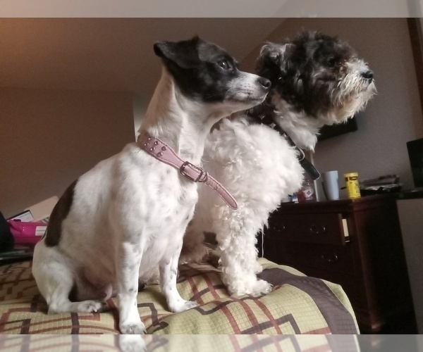 Medium Photo #1 Jack Russell Terrier-Shih Tzu Mix Puppy For Sale in MYRTLE BEACH, SC, USA