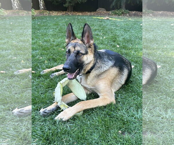 Medium Photo #2 German Shepherd Dog Puppy For Sale in Sandy, UT, USA