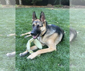 My Tye - Male German Shepherd Dog Dog for Adoption - Photo #2