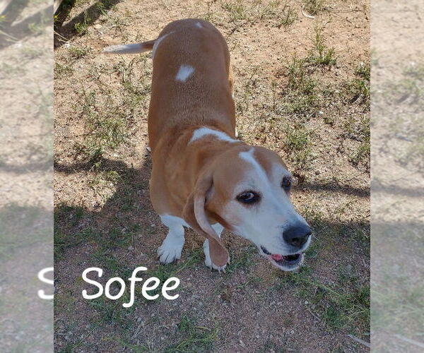 Medium Photo #7 Beagle Puppy For Sale in Apple Valley, CA, USA