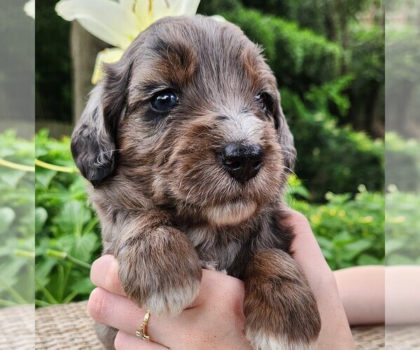 Medium Photo #2 F2 Aussiedoodle Puppy For Sale in COLUMBIA, TN, USA
