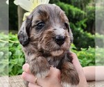 Small #1 F2 Aussiedoodle