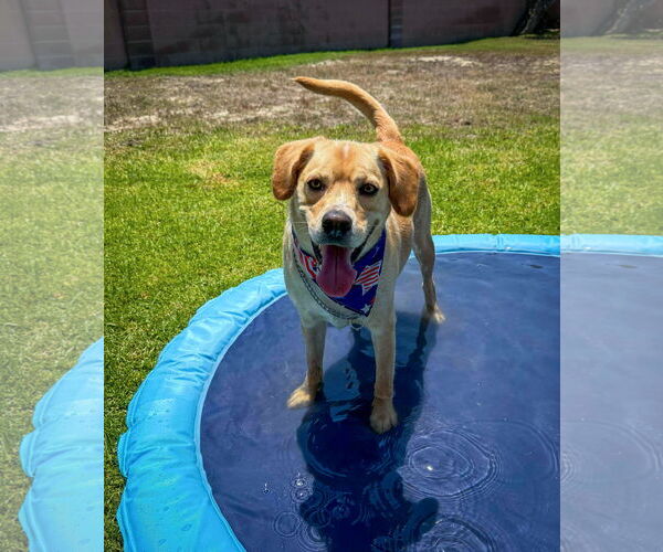 Medium Photo #19 Labrador Retriever-Unknown Mix Puppy For Sale in San Diego, CA, USA