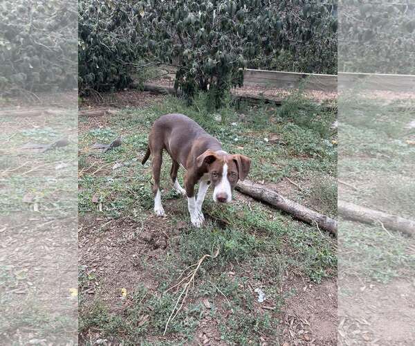 Medium Photo #2 German Shorthaired Pointer-Unknown Mix Puppy For Sale in MIDWAY, UT, USA