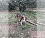 Small #1 German Shorthaired Pointer Mix