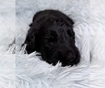 Small Photo #43 Goldendoodle Puppy For Sale in PIERSON, FL, USA