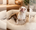 Small Boston Terrier