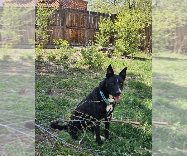 Medium Photo #3 Collie-Unknown Mix Puppy For Sale in Aurora, CO, USA