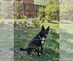 Small #2 Collie Mix