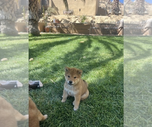Medium Photo #17 Shiba Inu Puppy For Sale in YUCCA VALLEY, CA, USA