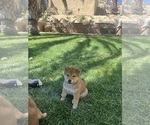 Small Photo #17 Shiba Inu Puppy For Sale in YUCCA VALLEY, CA, USA