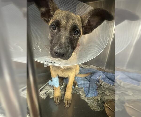 Medium Photo #1 German Shepherd Dog-Unknown Mix Puppy For Sale in Riverside, CA, USA