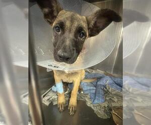 German Shepherd Dog-Unknown Mix Dogs for adoption in Riverside, CA, USA
