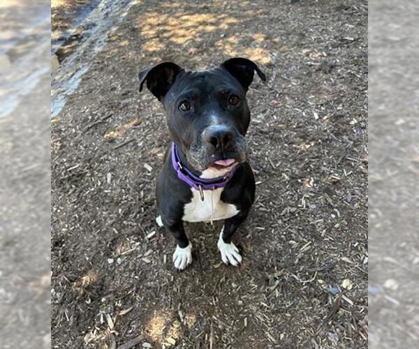 Medium Photo #1 American Pit Bull Terrier Puppy For Sale in Denver, CO, USA