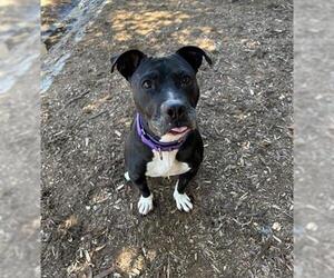 American Pit Bull Terrier Dogs for adoption in Denver, CO, USA