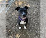 Small American Pit Bull Terrier