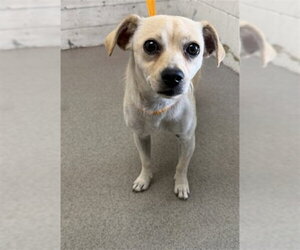 Chihuahua-Unknown Mix Dogs for adoption in San Bernardino, CA, USA