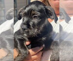 Small #3 Labrador Retriever Mix