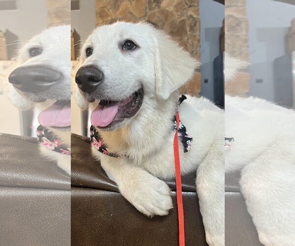Medium Photo #6 Great Pyrenees Puppy For Sale in Spring, TX, USA