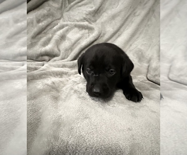 Medium Photo #13 Labrador Retriever Puppy For Sale in SIERRA VISTA, AZ, USA