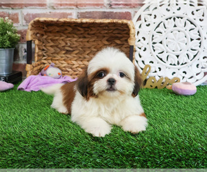 Shih Tzu Puppy for sale in SYRACUSE, IN, USA