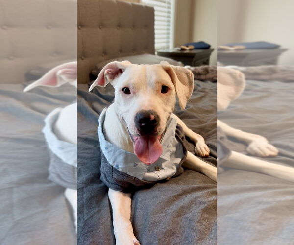 Medium Photo #18 American Pit Bull Terrier-Unknown Mix Puppy For Sale in Mooresville, NC, USA