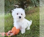 Eddie - Male Maltese Puppy for Sale - Photo #5