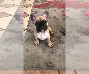 French Bulldog Puppy for sale in GLENDALE, AZ, USA