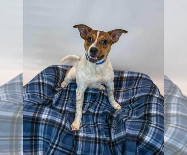 Medium Photo #5 Jack Russell Terrier-Unknown Mix Puppy For Sale in Kennesaw, GA, USA