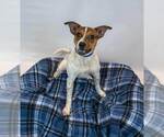 Small Photo #5 Jack Russell Terrier-Unknown Mix Puppy For Sale in Kennesaw, GA, USA