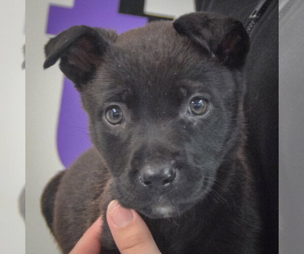 Medium Photo #2 Mutt Puppy For Sale in Huntley, IL, USA