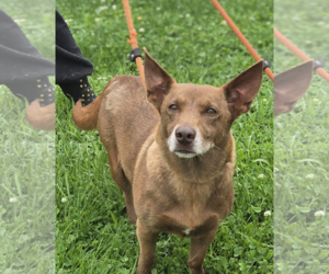 Mutt Dogs for adoption in Unionville, PA, USA