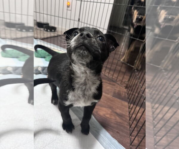 Medium Photo #4 Borador Puppy For Sale in Columbus, IN, USA