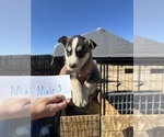 Puppy Puppy 5 Labrador Retriever-Siberian Husky Mix