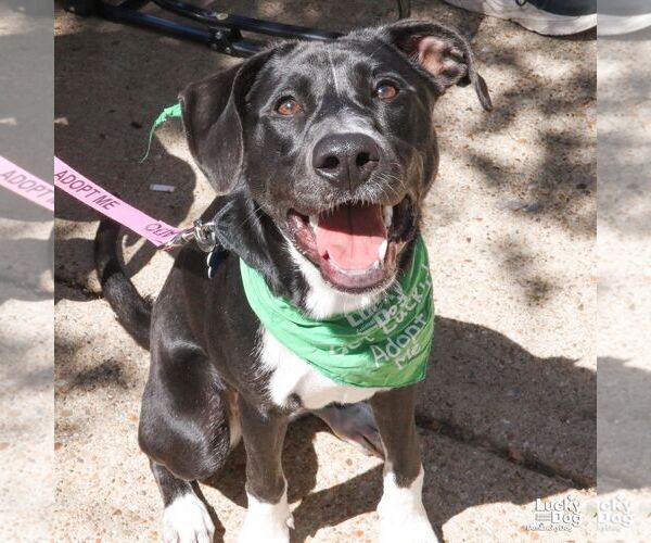 Medium Photo #13 Labrador Retriever-Unknown Mix Puppy For Sale in Washington, DC, USA