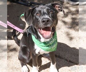 Annie - Female Labrador Retriever-Unknown Mix Dog for Adoption - Photo #13